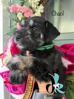 Chaol, a male Miniature Schnauzer for sale in Crawfordville, FL – 5 of 10