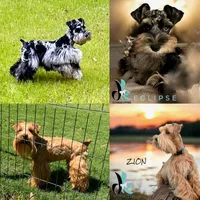 Felix, a male Miniature Schnauzer for sale in Crawfordville, FL – 2 of 2