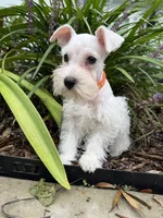Turin, a male Miniature Schnauzer for sale in Crawfordville, FL – 1 of 3
