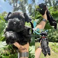 Cain, a male Miniature Schnauzer for sale in Crawfordville, FL – 2 of 8