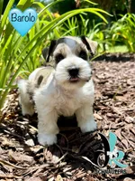 Barolo, a male Miniature Schnauzer for sale in Crawfordville, FL – 2 of 7
