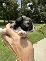 Nox, a male Miniature Schnauzer for sale in Crawfordville, FL – 2 of 10