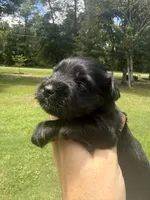 Cain, a male Miniature Schnauzer for sale in Crawfordville, FL – 3 of 5