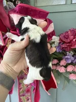 Thelma, a female Miniature Schnauzer for sale in Crawfordville, FL – 2 of 5
