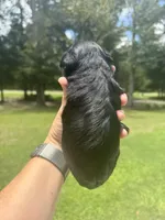 Chaol, a male Miniature Schnauzer for sale in Crawfordville, FL – 3 of 5