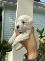 Louise, a female Miniature Schnauzer for sale in Crawfordville, FL – 2 of 9