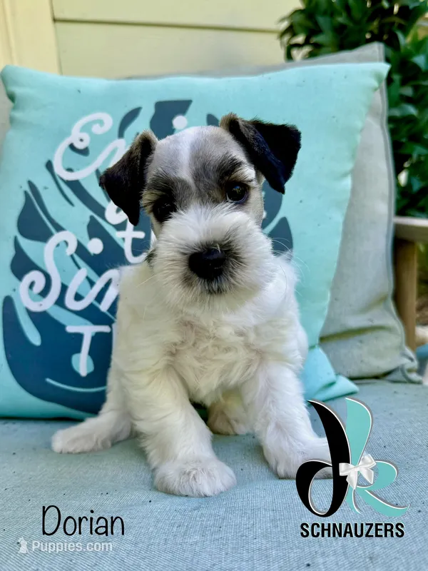Dorian – Miniature Schnauzer puppy for sale in Crawfordville, FL