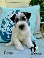 Dorian, a male Miniature Schnauzer for sale in Crawfordville, FL – 1 of 9