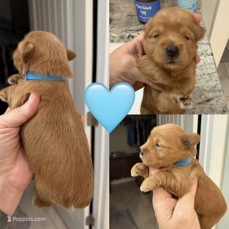 Blue Collar – Miniature Schnauzer puppy for sale in Crawfordville, FL