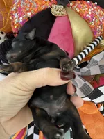 Terre, a female Miniature Schnauzer for sale in Crawfordville, FL – Photo 9 of 10