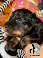 Terre, a female Miniature Schnauzer for sale in Crawfordville, FL – Photo 2 of 10