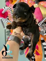 Terre, a female Miniature Schnauzer for sale in Crawfordville, FL – Photo 1 of 10