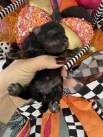 Terre, a female Miniature Schnauzer for sale in Crawfordville, FL – Photo 6 of 10