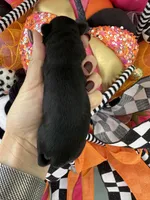 Terre, a female Miniature Schnauzer for sale in Crawfordville, FL – Photo 7 of 10