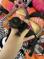 Terre, a female Miniature Schnauzer for sale in Crawfordville, FL – Photo 10 of 10