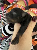 Terre, a female Miniature Schnauzer for sale in Crawfordville, FL – Photo 4 of 10