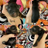 Terre, a female Miniature Schnauzer for sale in Crawfordville, FL – Photo 5 of 10