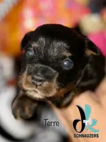 Terre, a female Miniature Schnauzer for sale in Crawfordville, FL – Photo 3 of 10