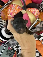 Terre, a female Miniature Schnauzer for sale in Crawfordville, FL – Photo 8 of 10