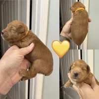 Yellow collar, a male Miniature Schnauzer for sale in Crawfordville, FL – 1 of 4