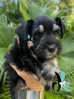 Chaol, a male Miniature Schnauzer for sale in Crawfordville, FL – 6 of 10