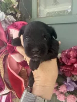 Cain, a male Miniature Schnauzer for sale in Crawfordville, FL – 2 of 5