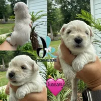 Tuscany, a female Miniature Schnauzer for sale in Crawfordville, FL – 1 of 1