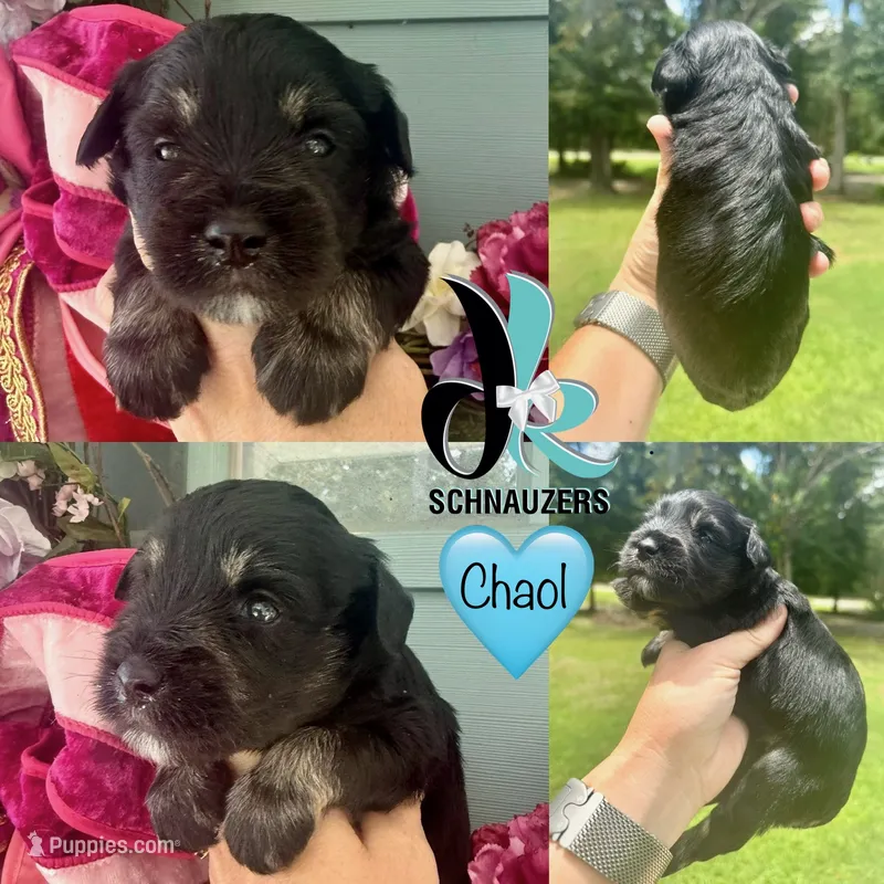 Chaol – Miniature Schnauzer puppy for sale in Crawfordville, FL