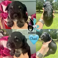 Chaol, a male Miniature Schnauzer for sale in Crawfordville, FL – 1 of 5