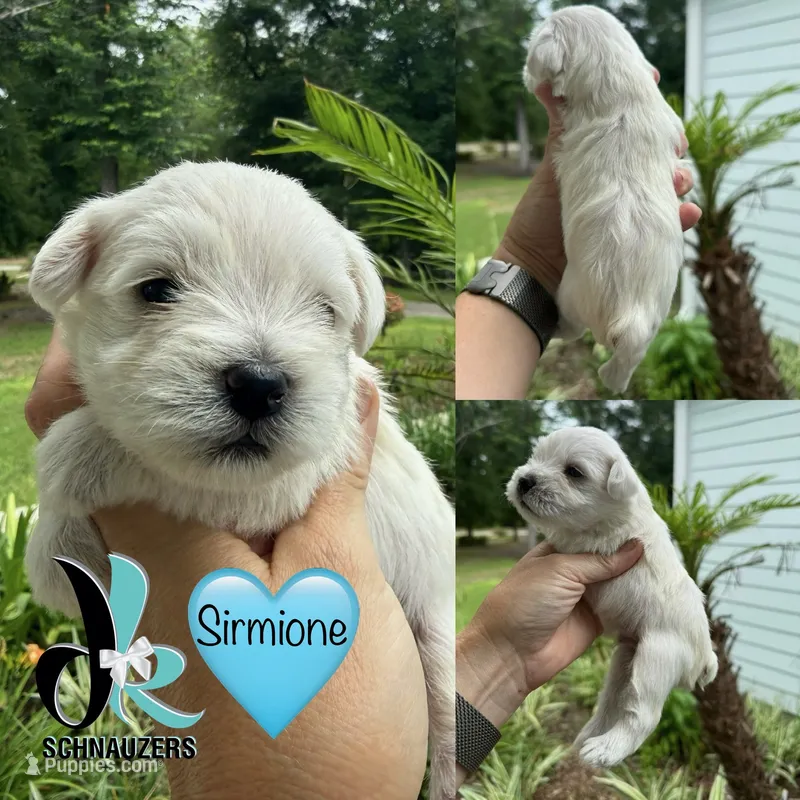 Sirmione – Miniature Schnauzer puppy for sale in Crawfordville, FL