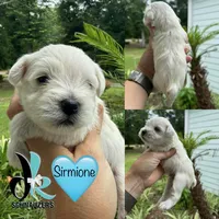 Sirmione, a male Miniature Schnauzer for sale in Crawfordville, FL – 1 of 1
