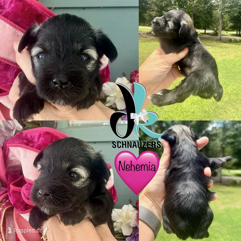 Nehemia – Miniature Schnauzer puppy for sale in Crawfordville, FL