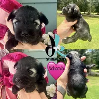 Nehemia, a female Miniature Schnauzer for sale in Crawfordville, FL – 1 of 5