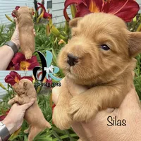 Silas, a male Miniature Schnauzer for sale in Crawfordville, FL – 8 of 10