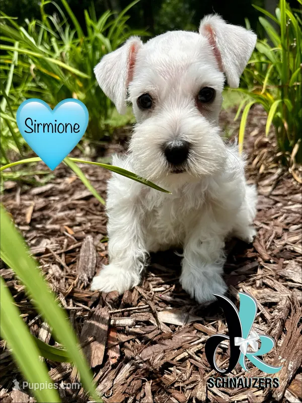 Sirmione – Miniature Schnauzer puppy for sale in Crawfordville, FL