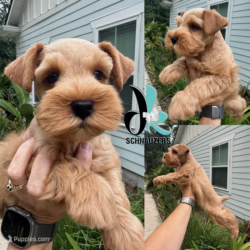 Silas – Miniature Schnauzer puppy for sale in Crawfordville, FL