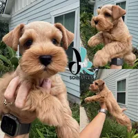 Silas, a male Miniature Schnauzer for sale in Crawfordville, FL – 1 of 10