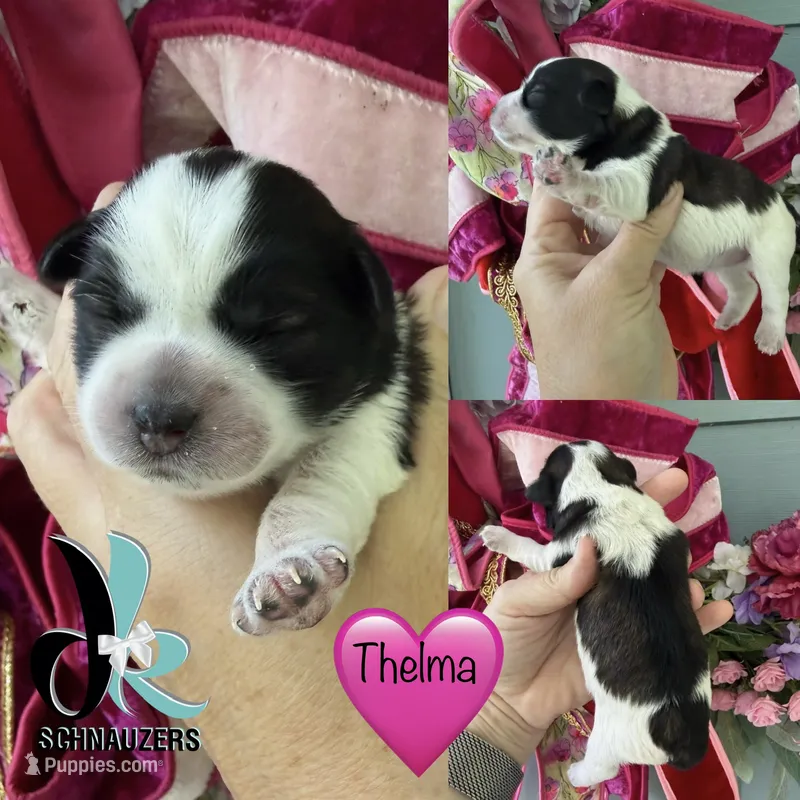 Thelma – Miniature Schnauzer puppy for sale in Crawfordville, FL