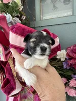 Nox, a male Miniature Schnauzer for sale in Crawfordville, FL – 5 of 10