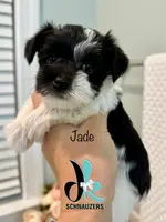 Jade, a female Miniature Schnauzer for sale in Crawfordville, FL – Photo 1 of 6