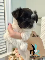 Jade, a female Miniature Schnauzer for sale in Crawfordville, FL – Photo 5 of 6