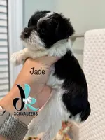 Jade, a female Miniature Schnauzer for sale in Crawfordville, FL – Photo 4 of 6