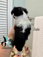 Jade, a female Miniature Schnauzer for sale in Crawfordville, FL – Photo 3 of 6