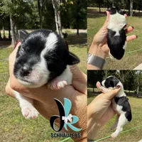Jade, a female Miniature Schnauzer for sale in Crawfordville, FL – Photo 6 of 6