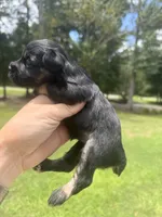 Celaena, a female Miniature Schnauzer for sale in Crawfordville, FL – 6 of 6