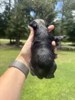 Nehemia, a female Miniature Schnauzer for sale in Crawfordville, FL – 5 of 5