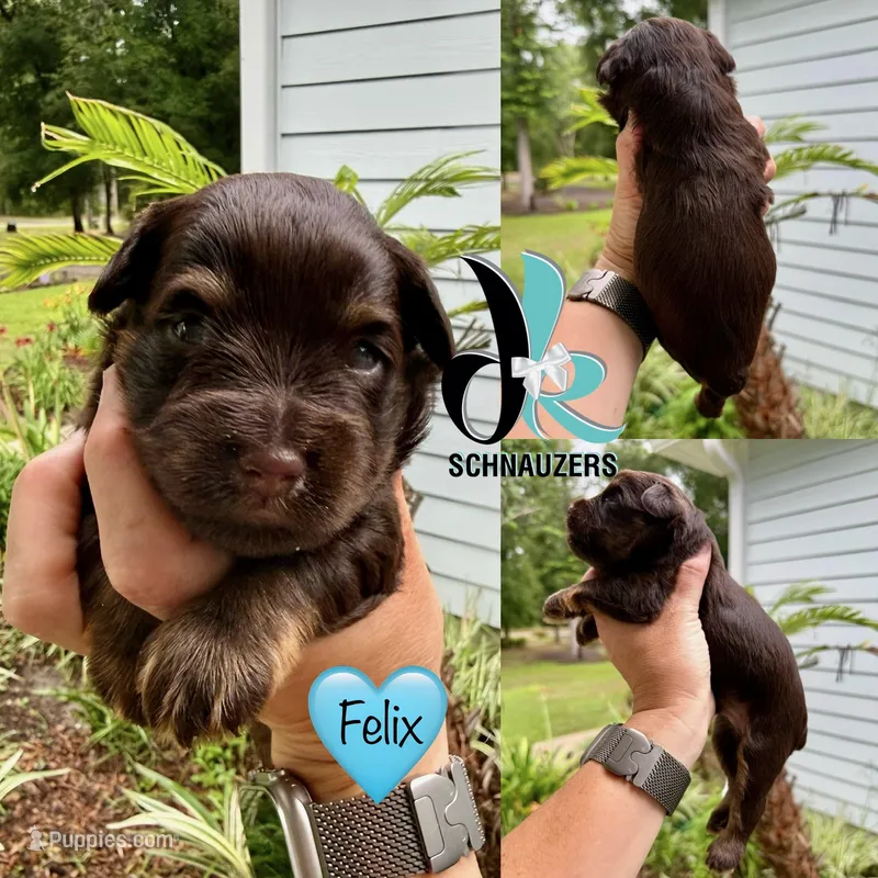 Felix – Miniature Schnauzer puppy for sale in Crawfordville, FL