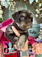 Felix, a male Miniature Schnauzer for sale in Crawfordville, FL – 2 of 6
