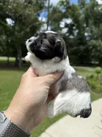 Nox, a male Miniature Schnauzer for sale in Crawfordville, FL – 7 of 10