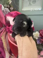Nehemia, a female Miniature Schnauzer for sale in Crawfordville, FL – 3 of 5